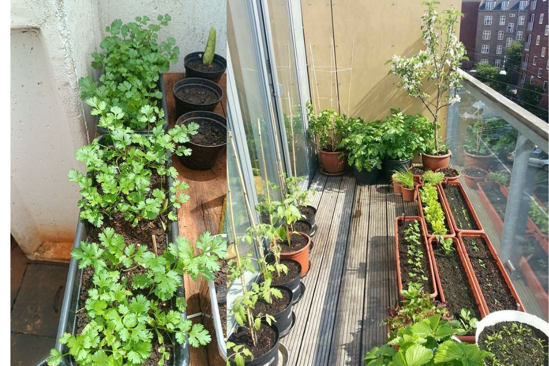 Dicas práticas para montar uma horta charmosa em casa sem gastar muito: transforme qualquer cantinho com criatividade e economia